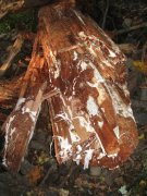 10.21.06 Wauna Viewpoint 083 